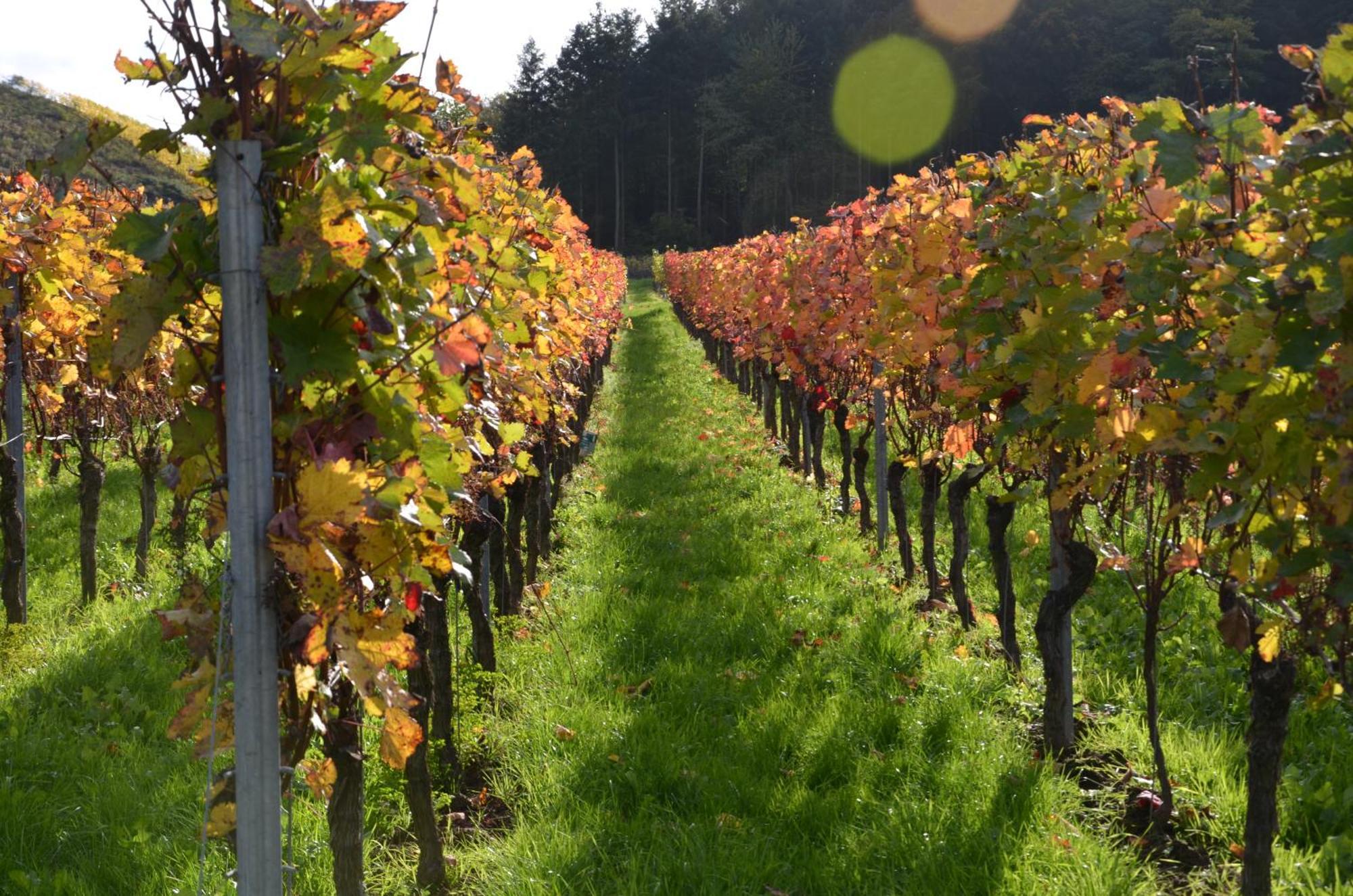 Апартаменты Ferienweingut Gansen / Hochgenuss 1 Эрнст Экстерьер фото