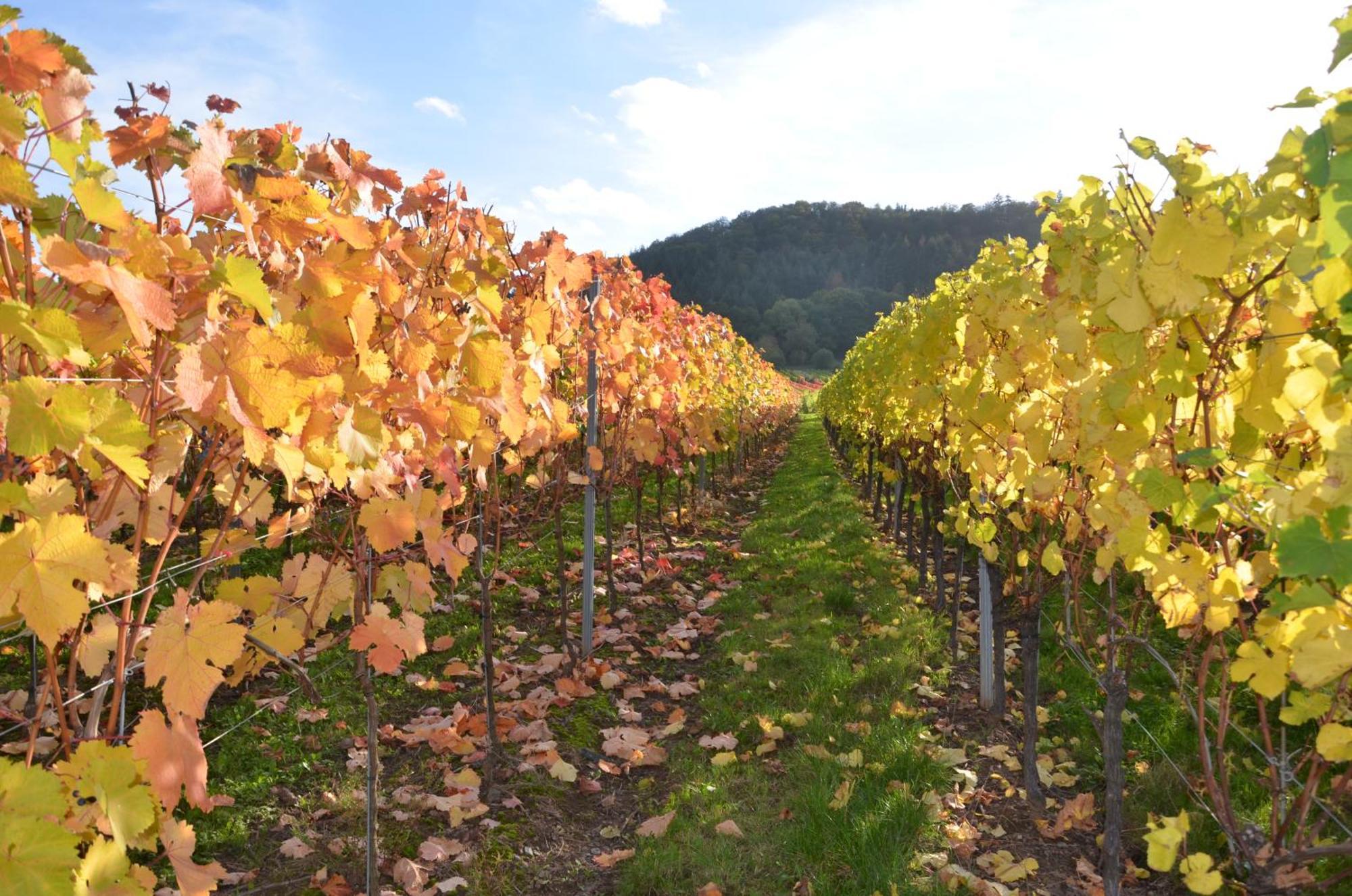 Апартаменты Ferienweingut Gansen / Hochgenuss 1 Эрнст Экстерьер фото